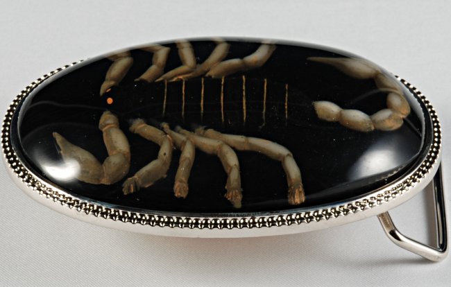 black scorpion in resin on belt buckle