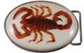 red scorpion in resin on belt buckle